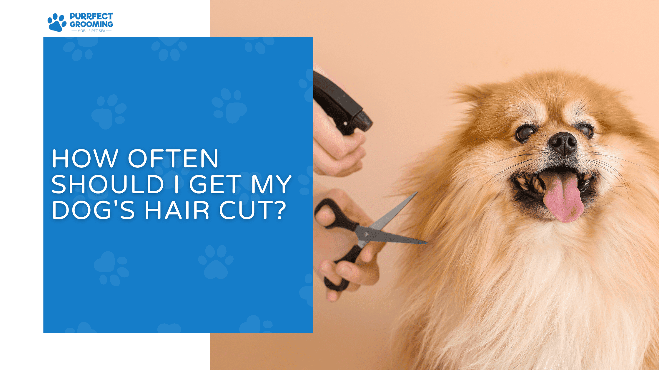 How Often Should I Get My Dog's Hair Cut