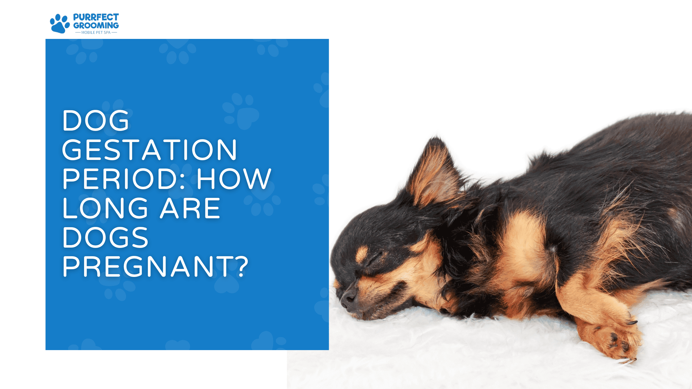 how long are dogs pregnant