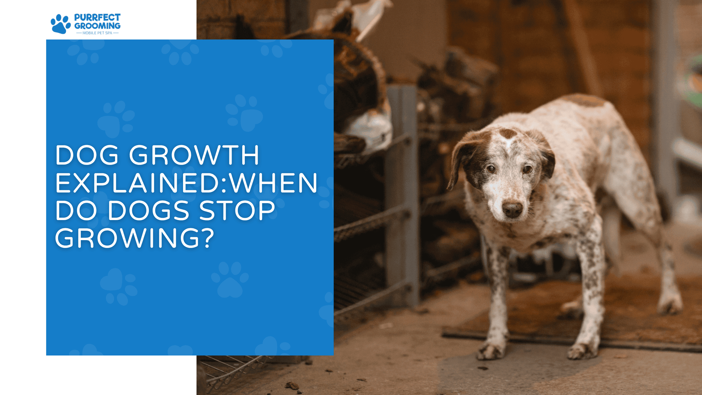 when do dogs stop growing