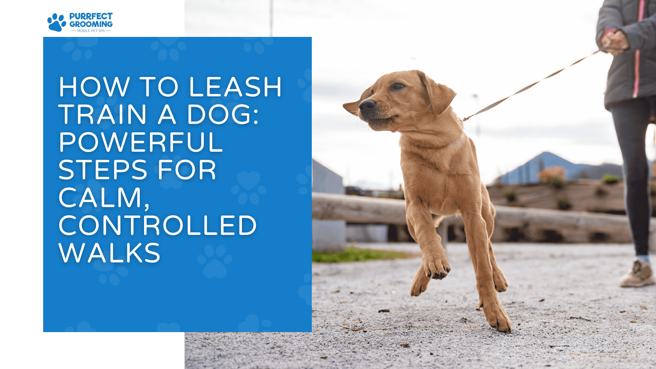 how to leash train a dog