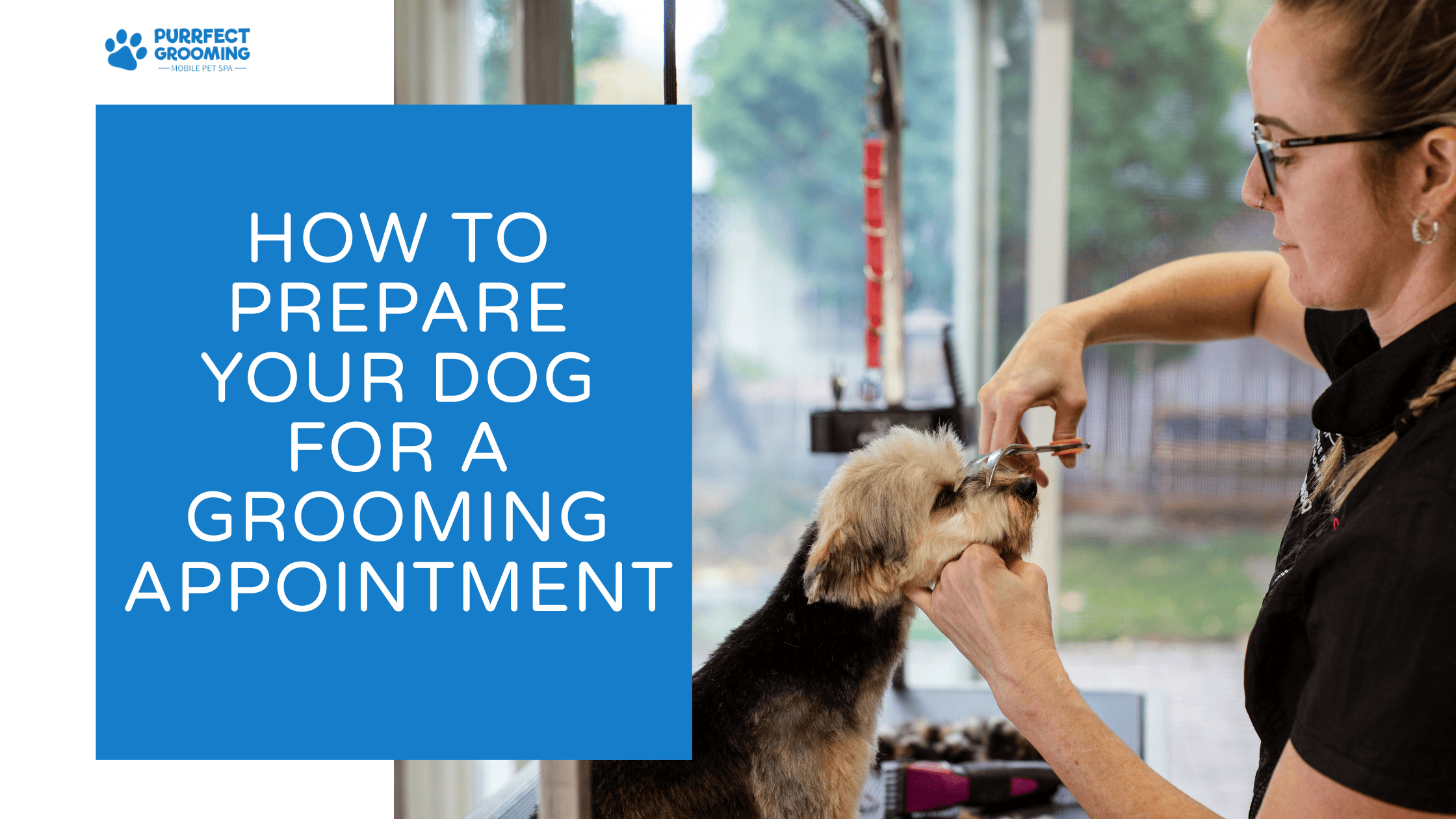 dog grooming