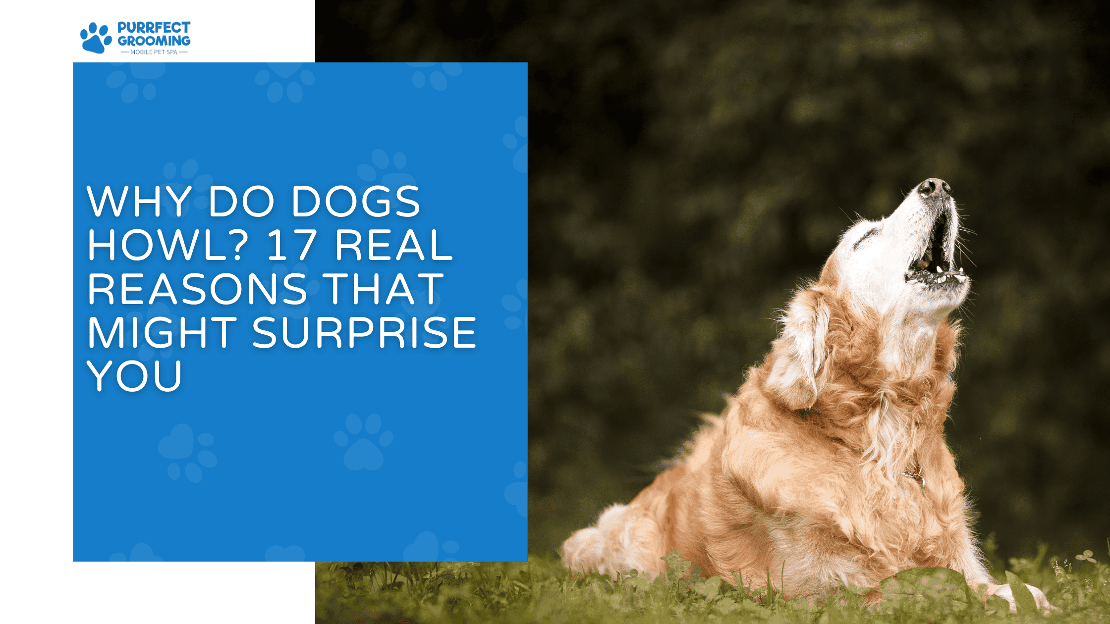 why do dogs howl