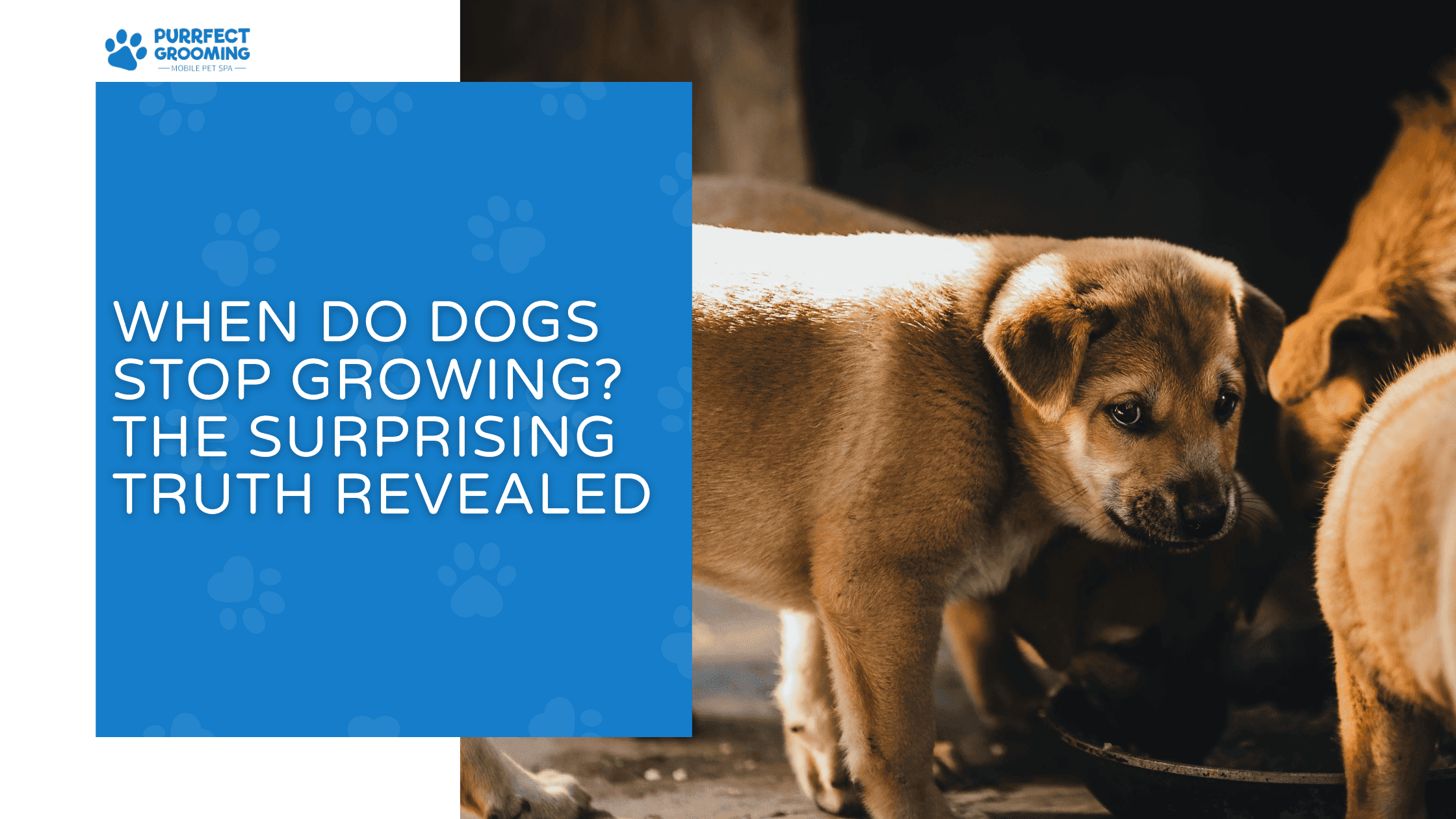 when do dogs stop growing