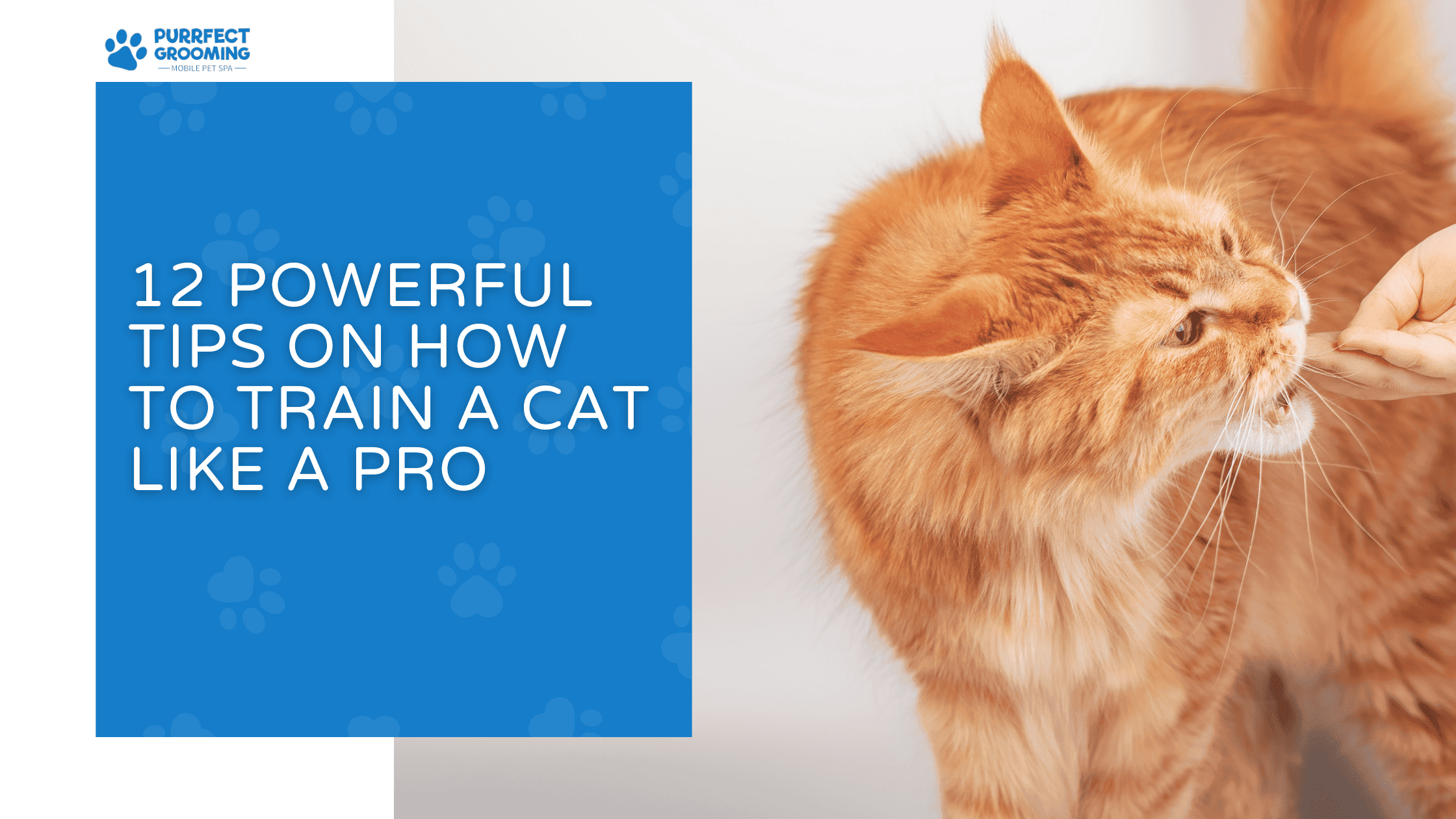 how to train a cat