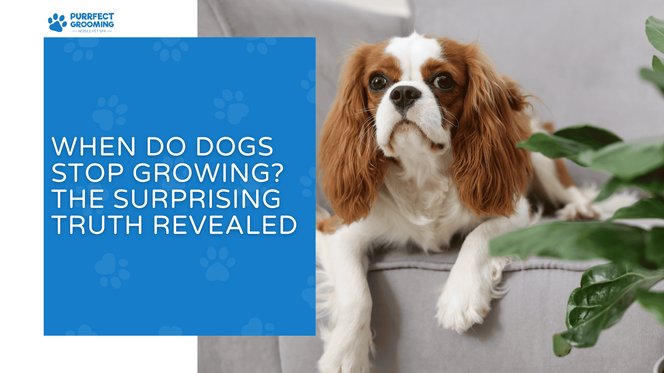 can dogs get poison ivy