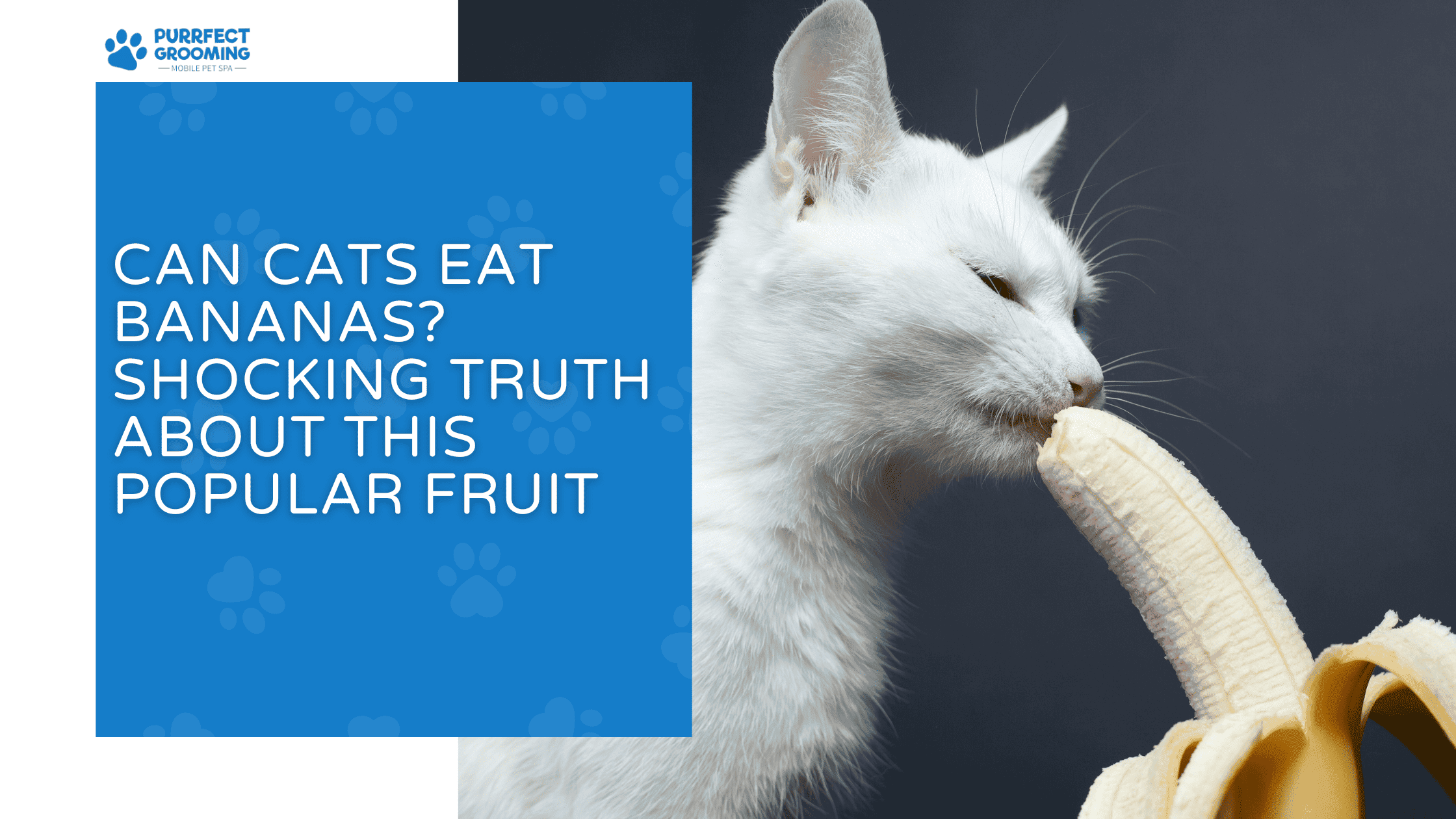 can cats eat bananas
