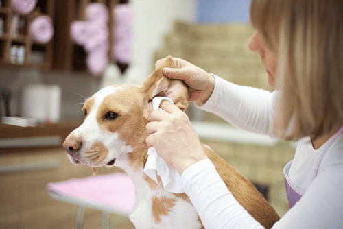Ear Cleaning & Plucking