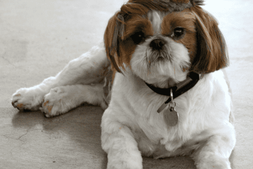 Custom Haircuts & Breed-Specific Styling