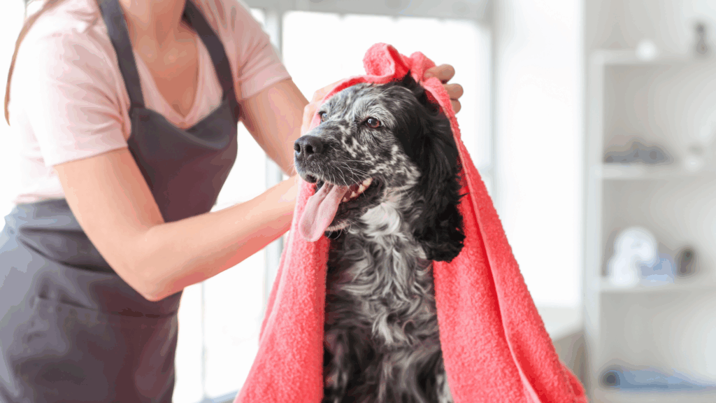 How to Choose the Right Pet Groomer