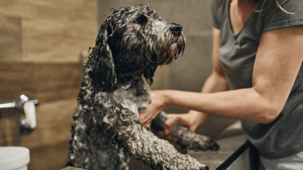  Can I Use Human Shampoo on my Dog
