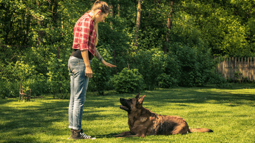 training your dog