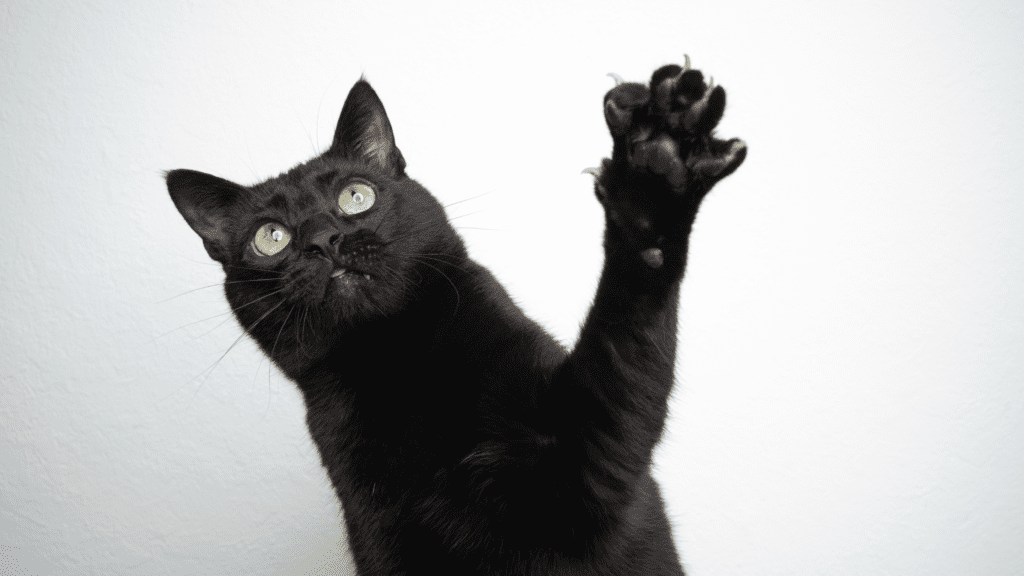 myths about cats