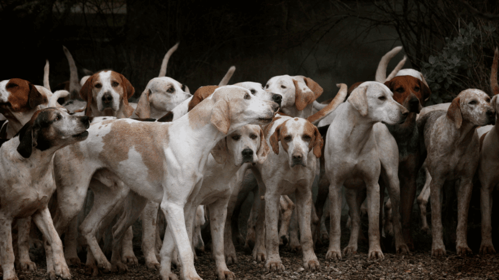 dogs growing stage