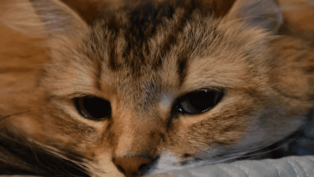 can cats cry
