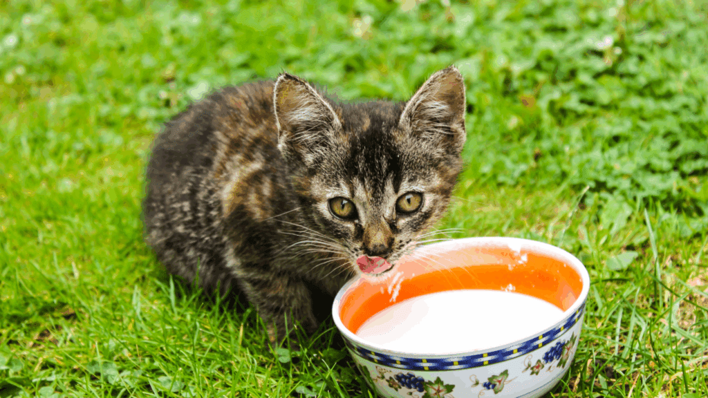 are cats lactose intolerant