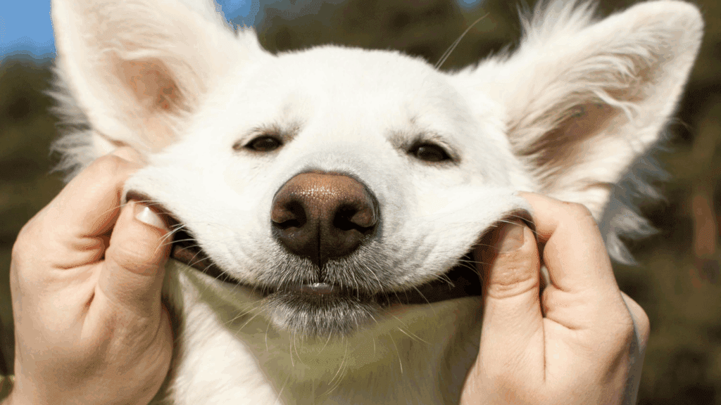 do dogs smile
