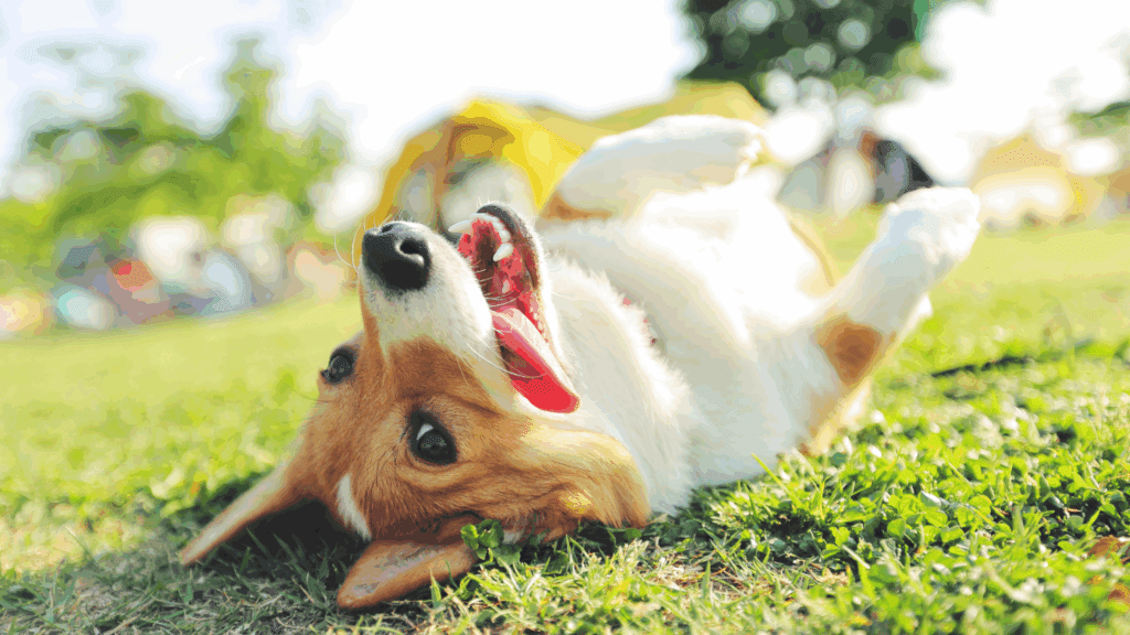 dog smile