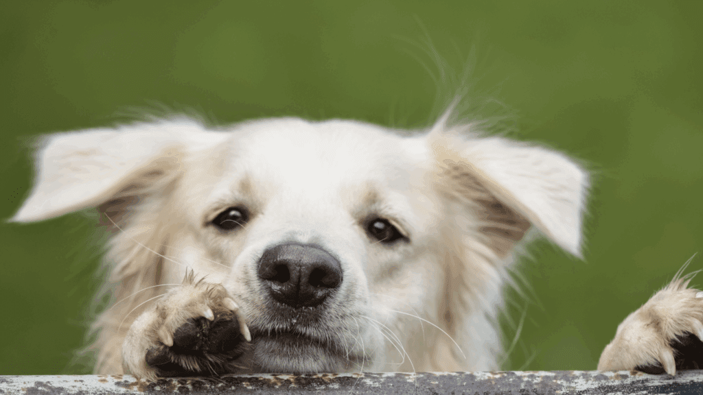 dogs getting worms