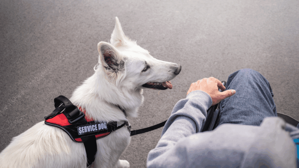 service dog