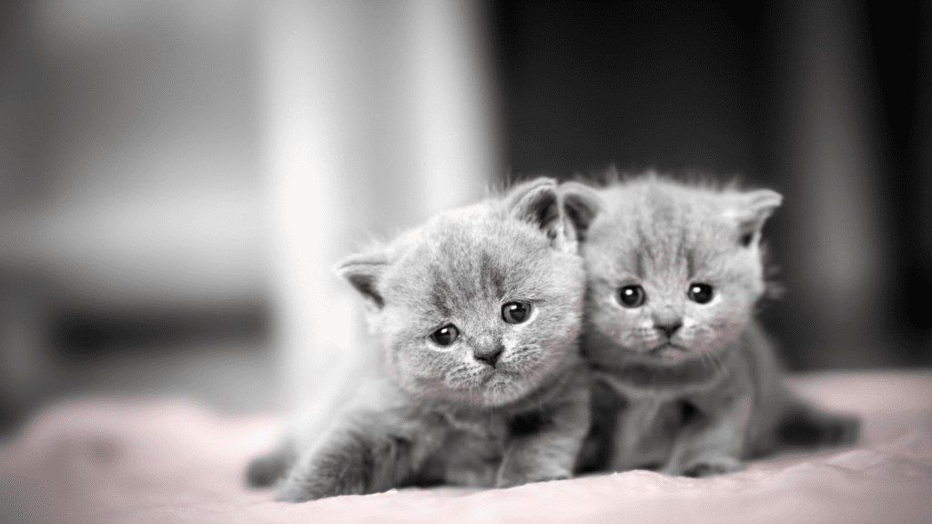 cats and kittens
