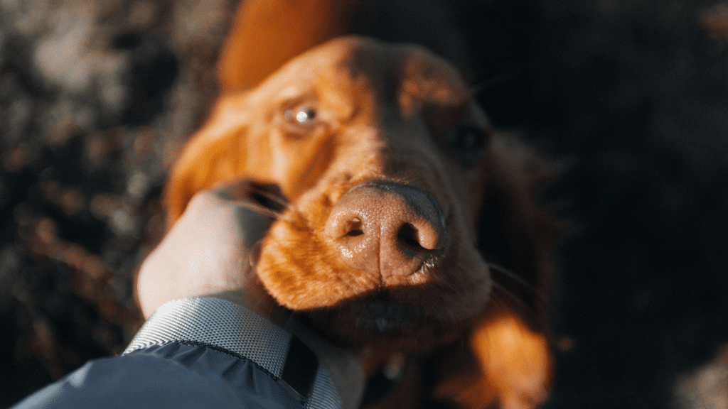 how long are dogs in heat