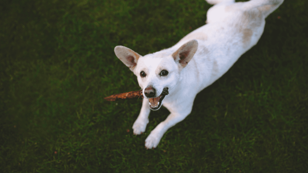 why do dogs eat grass