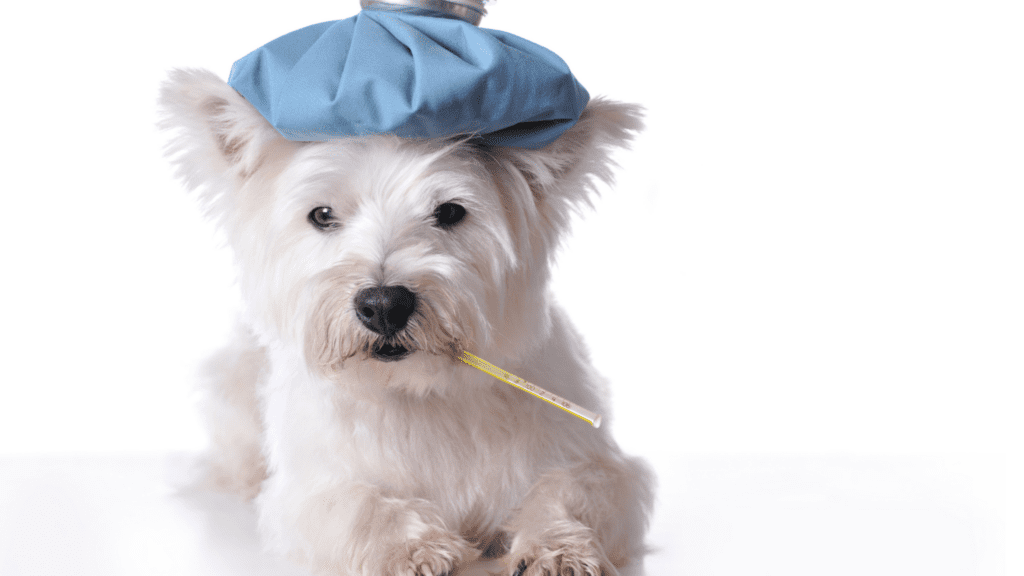 can dogs get covid