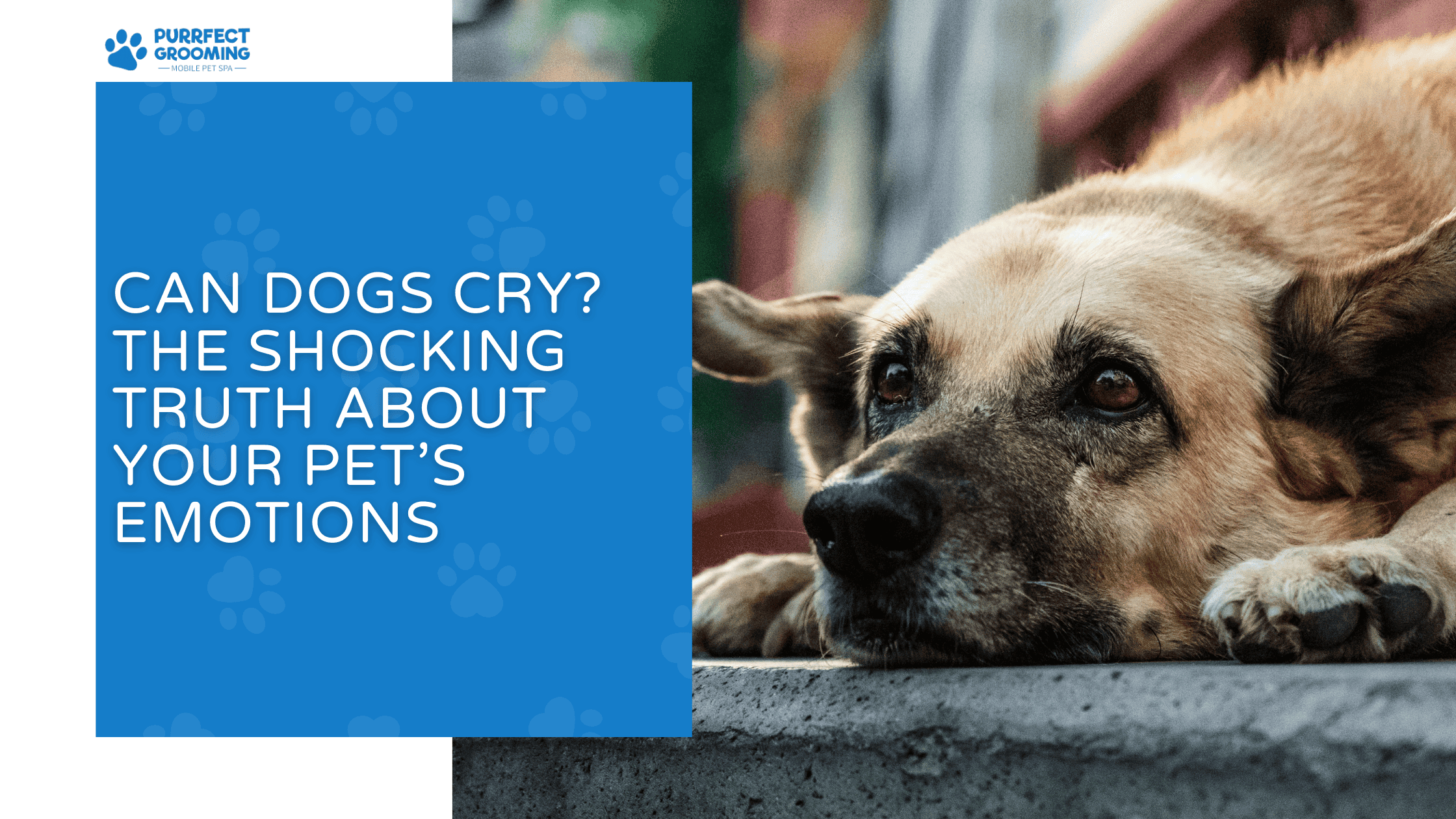 can dogs cry
