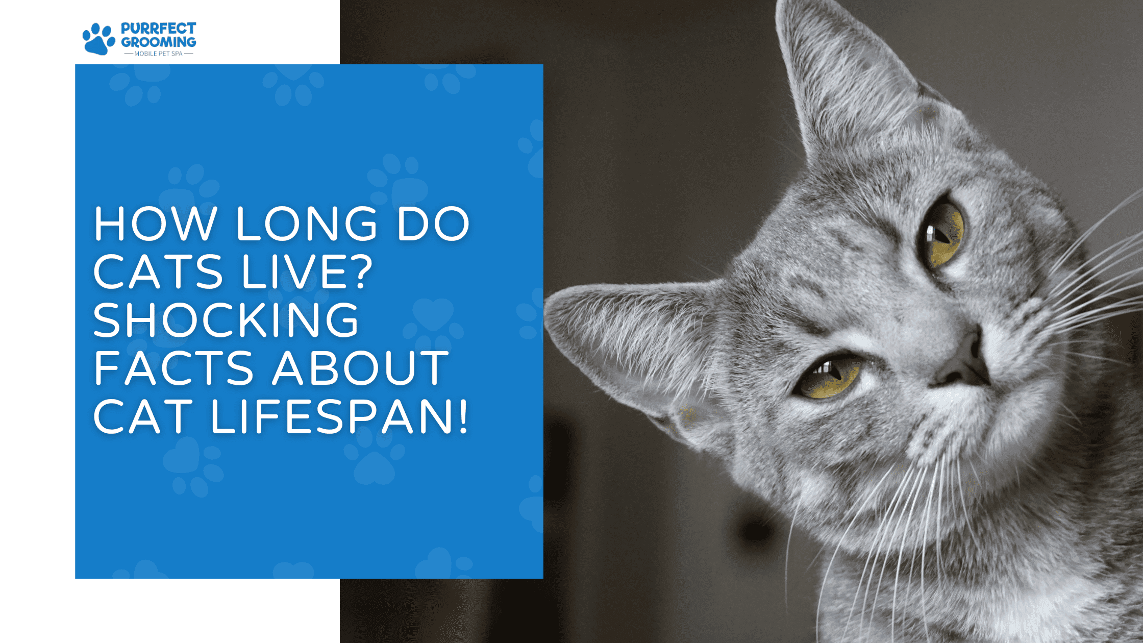how long do cats live
