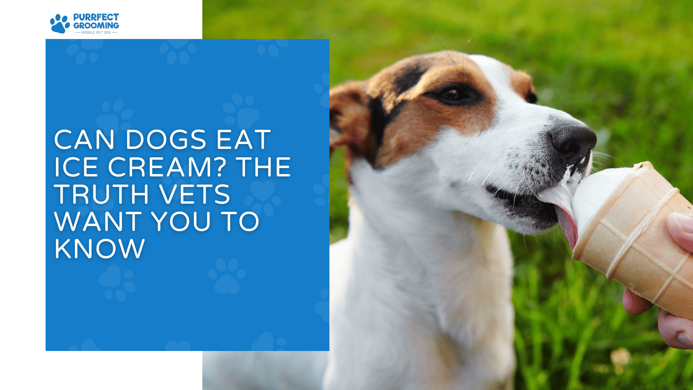 can dogs eat ice cream