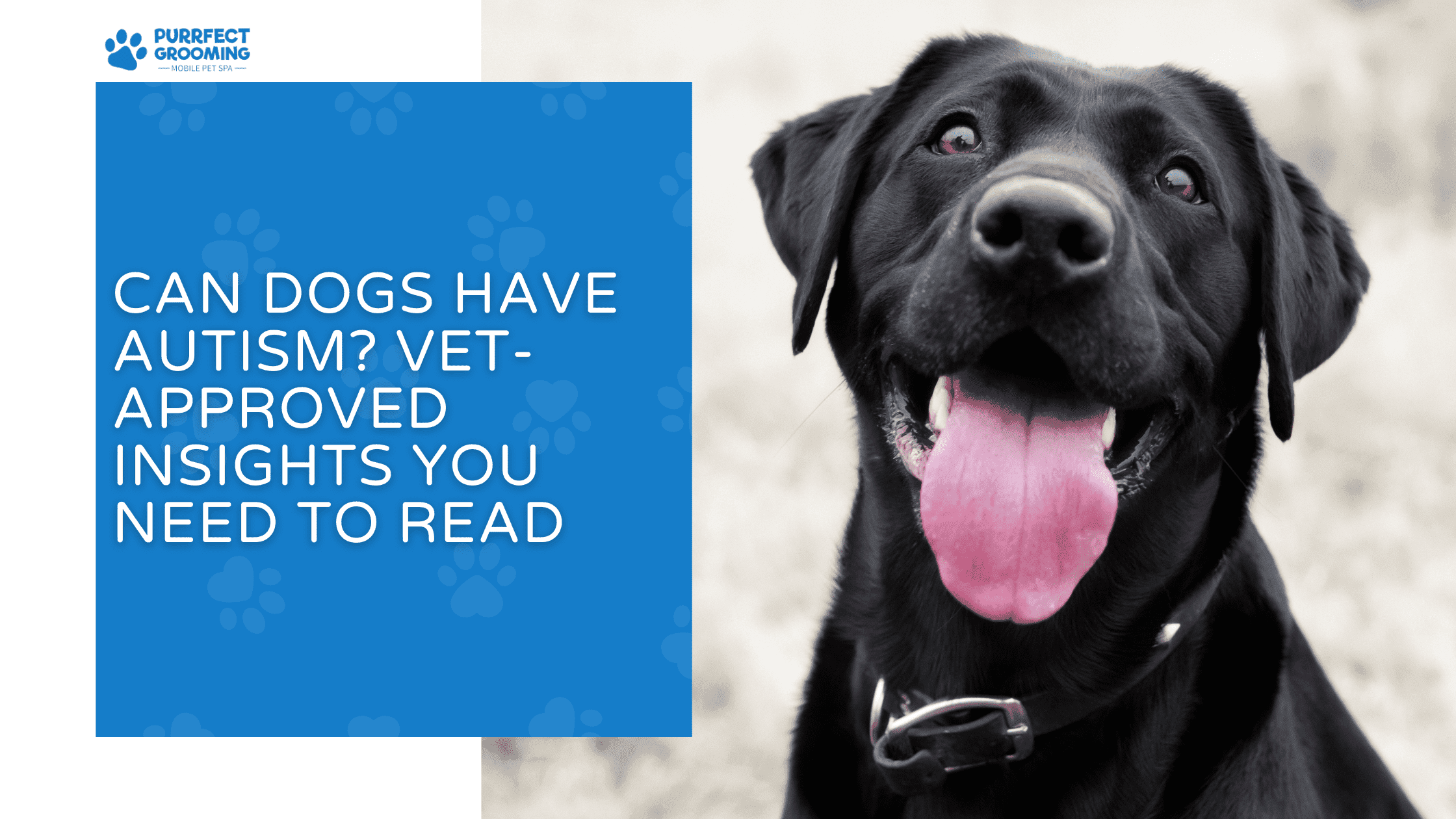 can dogs have autism
