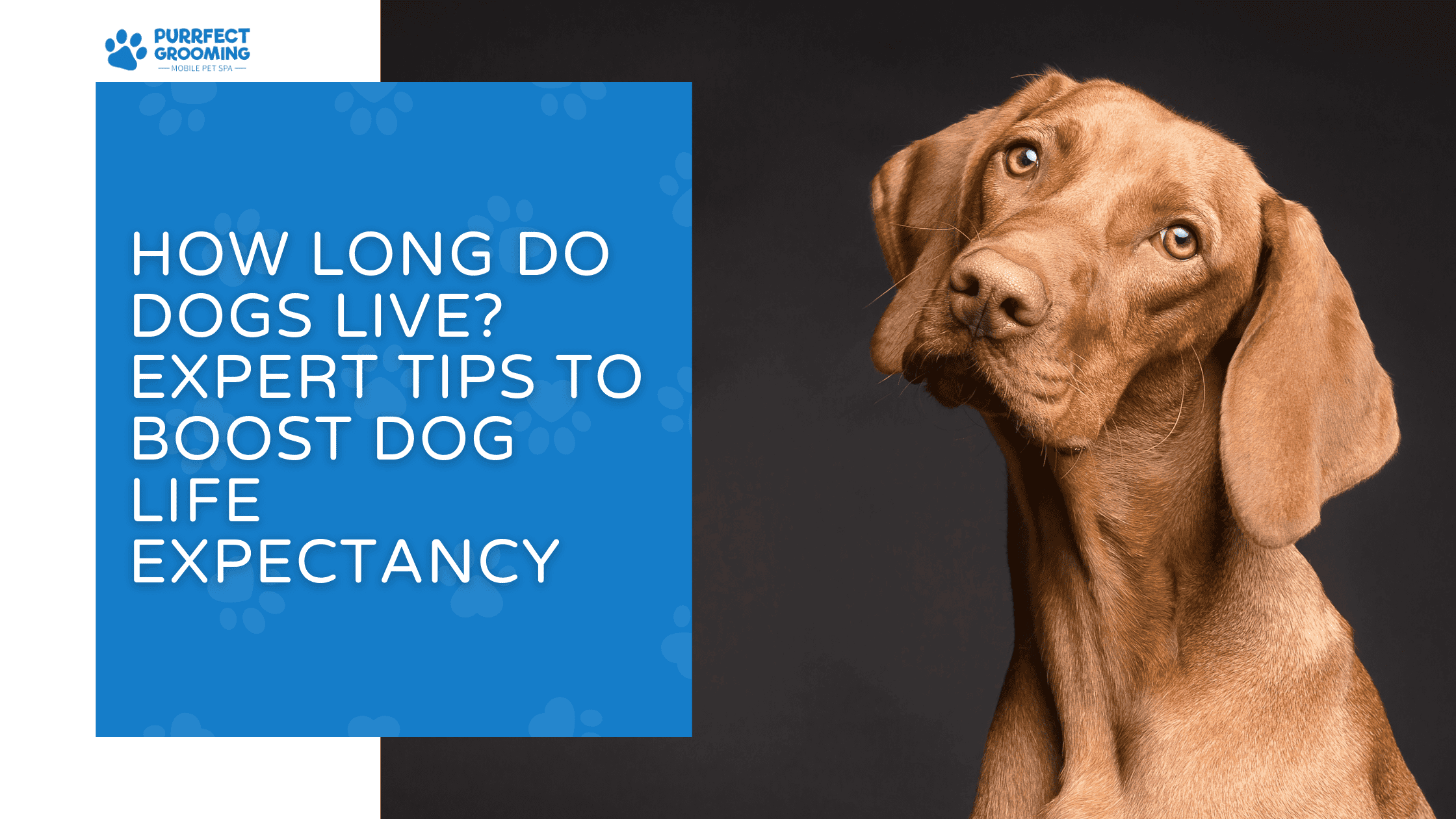 How Long Do Dogs Live