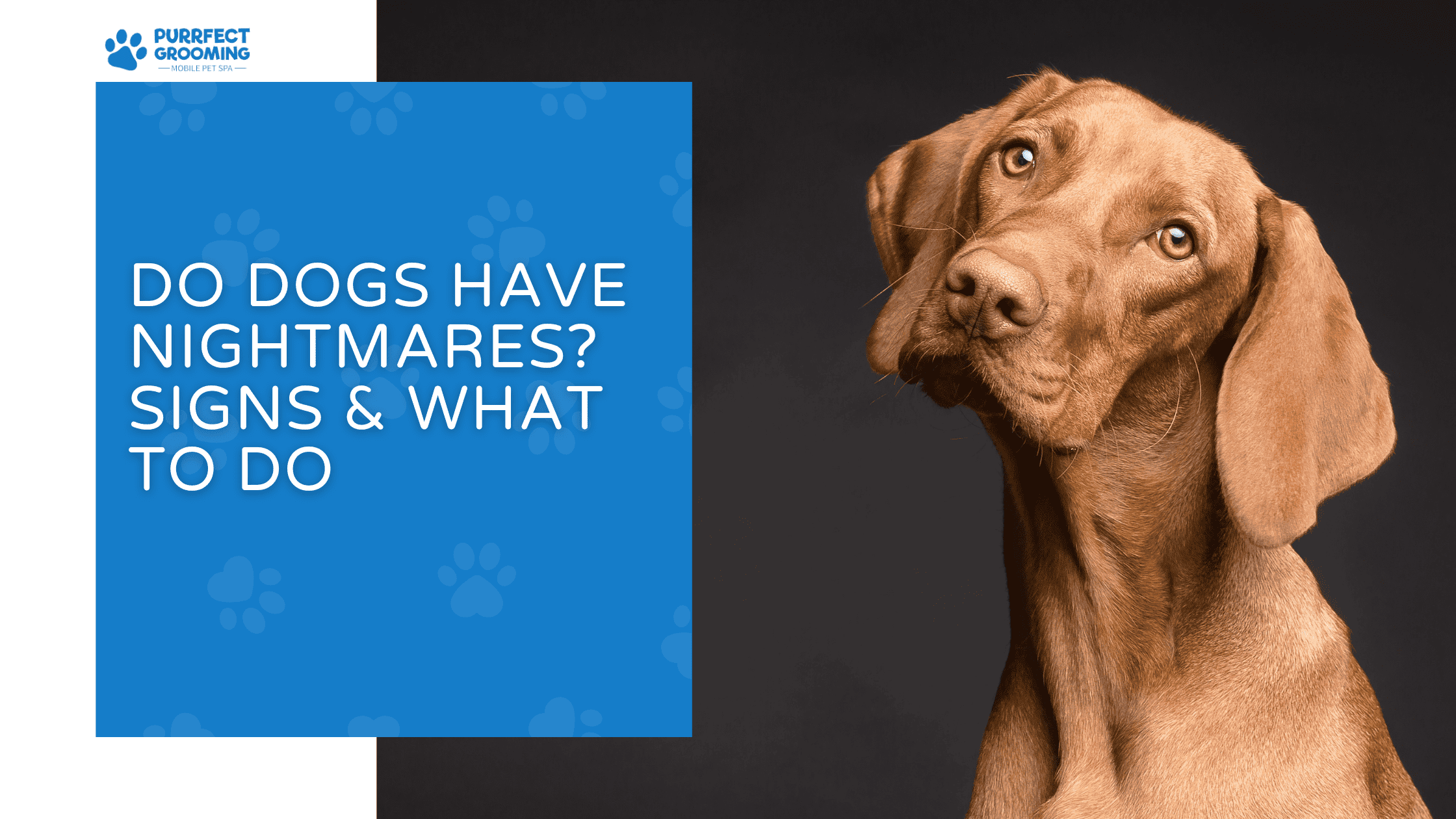 do dogs have nightmares