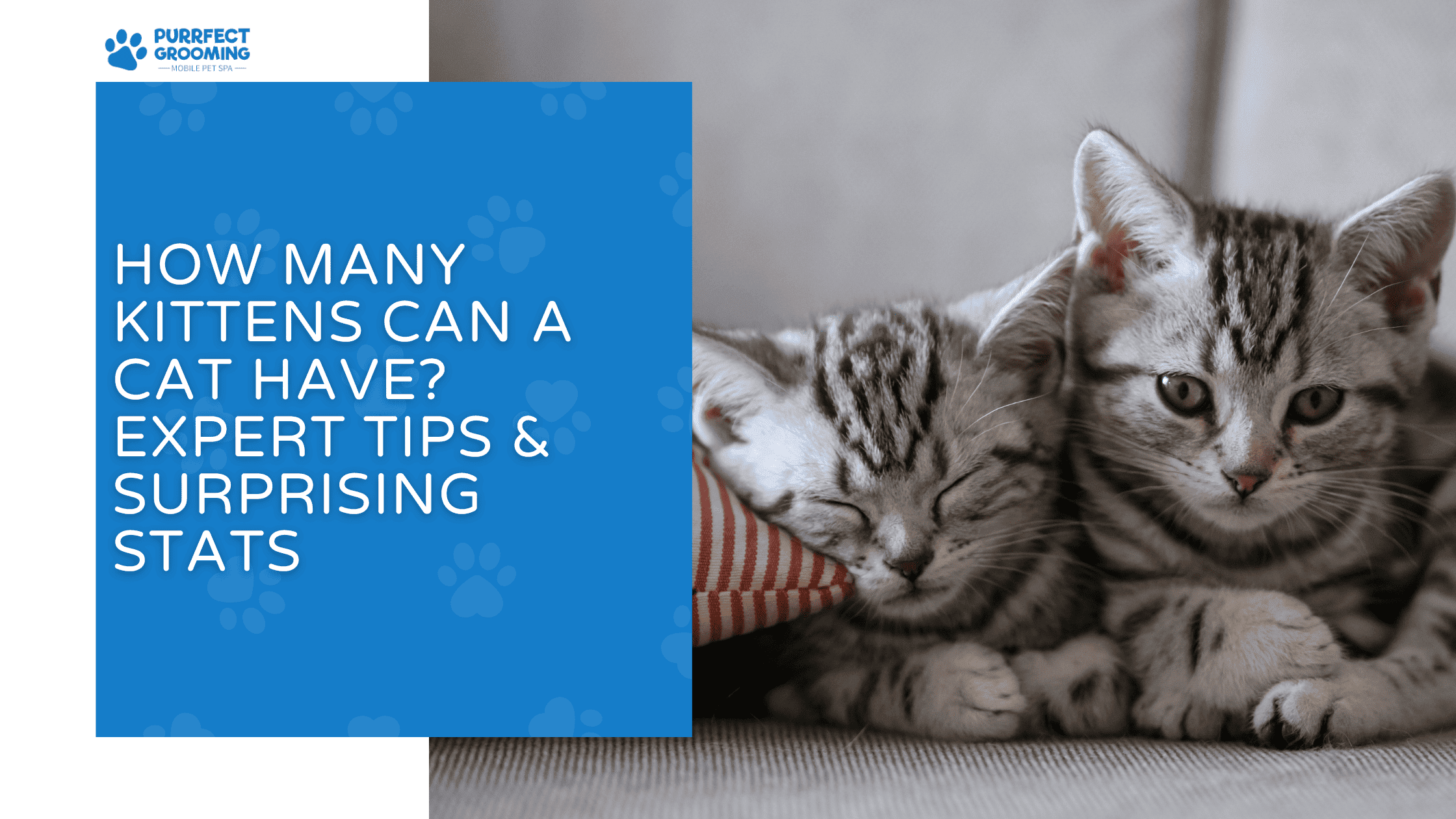 how many kittens can a cat have