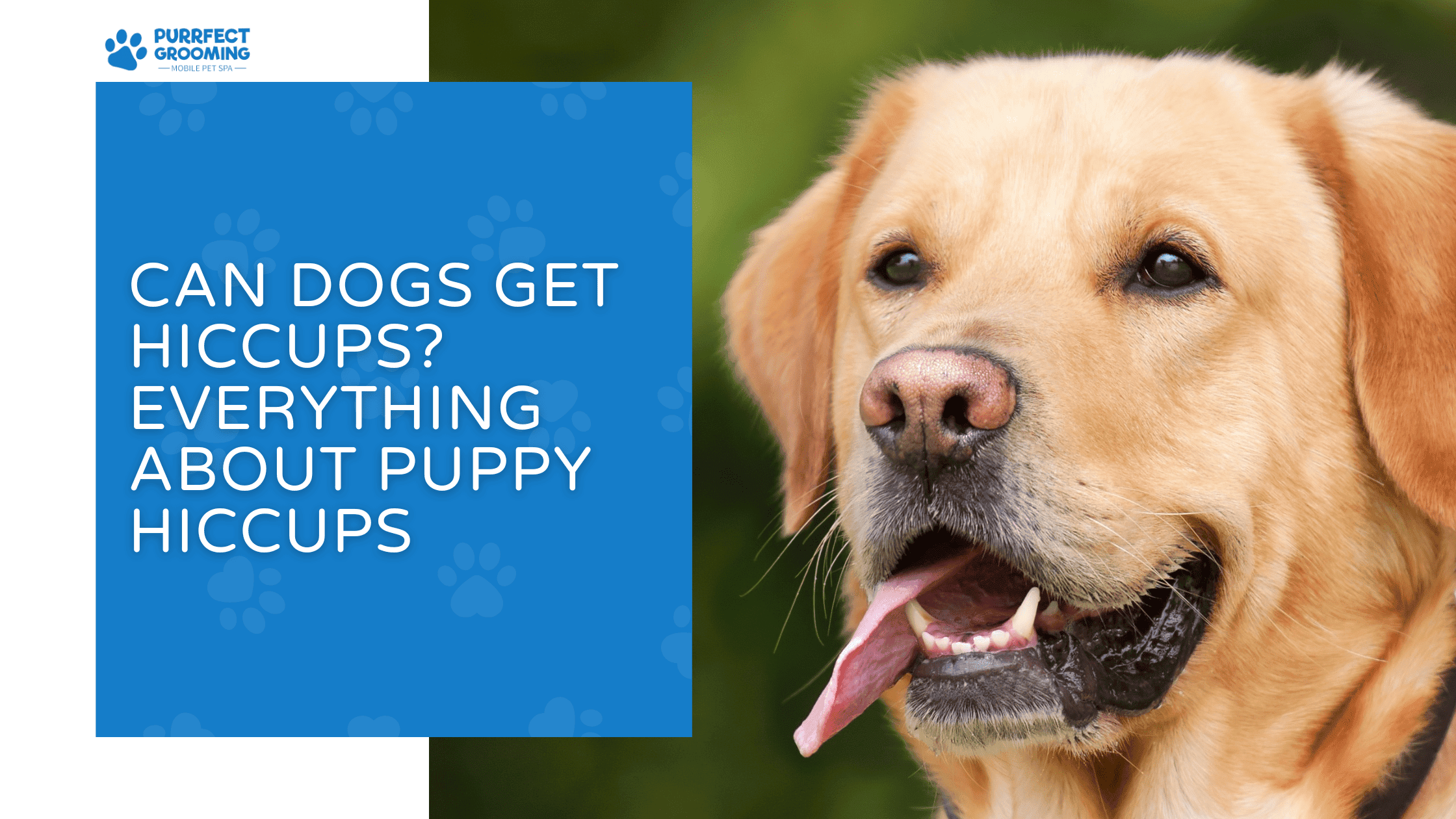 Can Dogs Get Hiccups