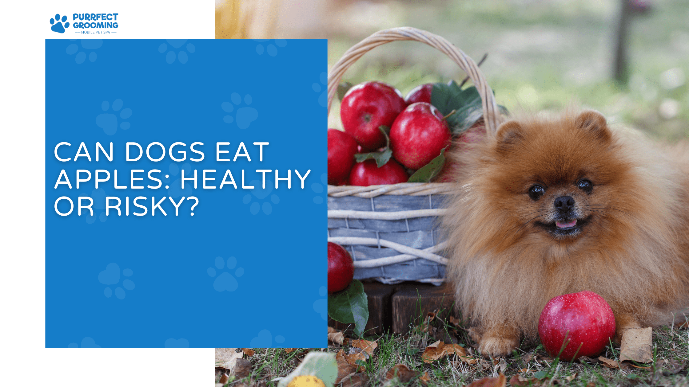 can dogs eat apples