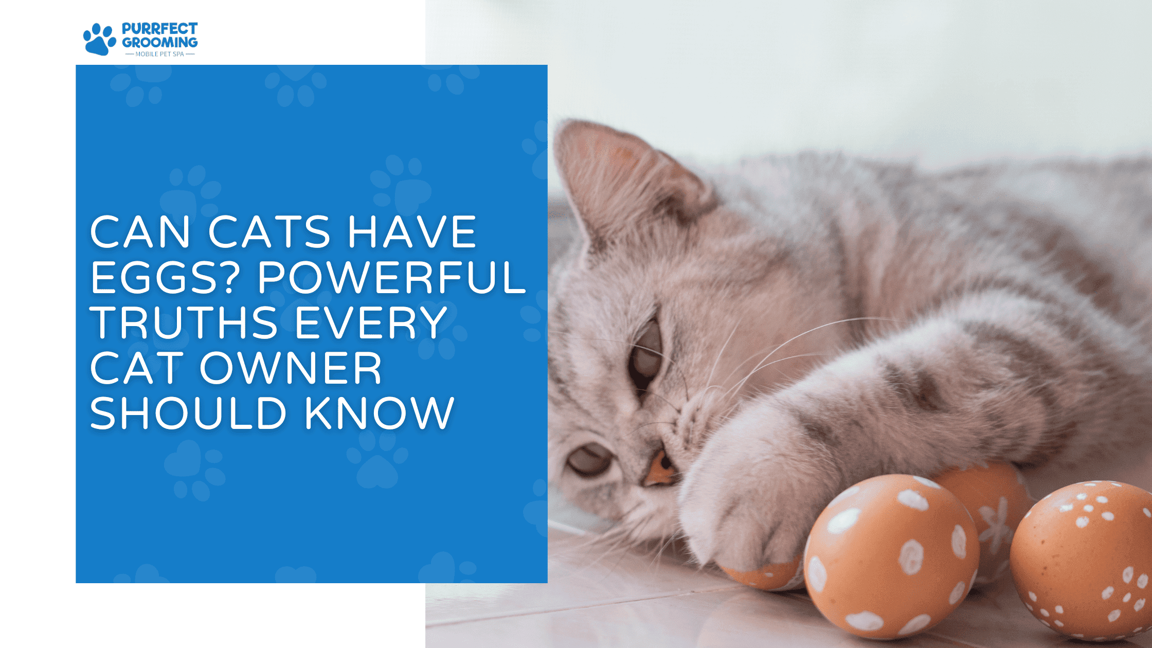 can cats have eggs
