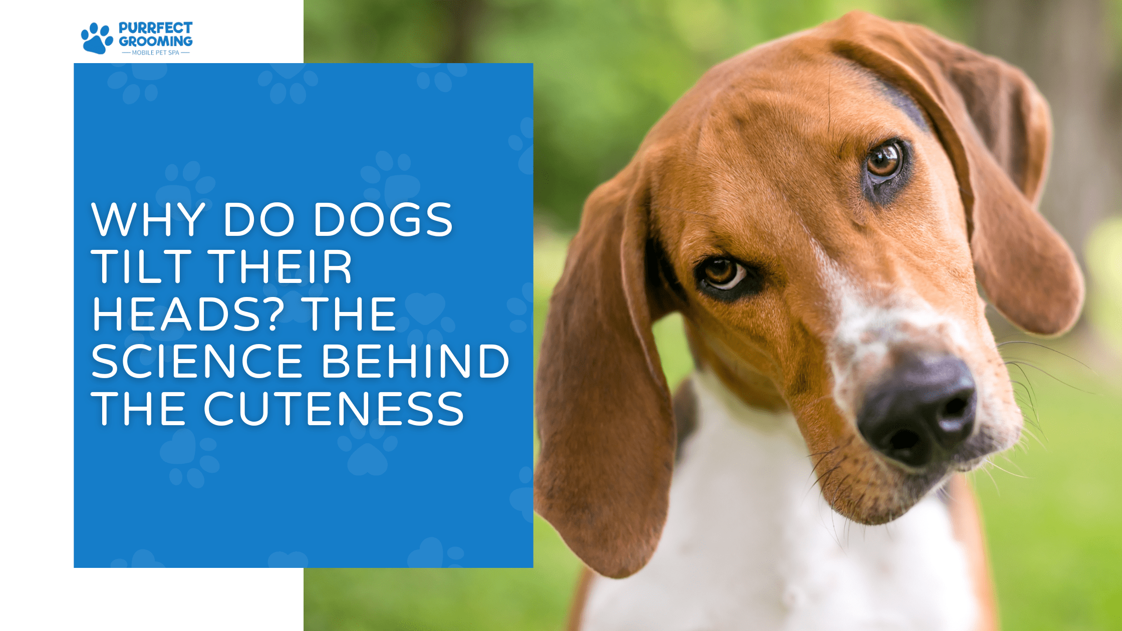Why Do Dogs Tilt Their Heads
