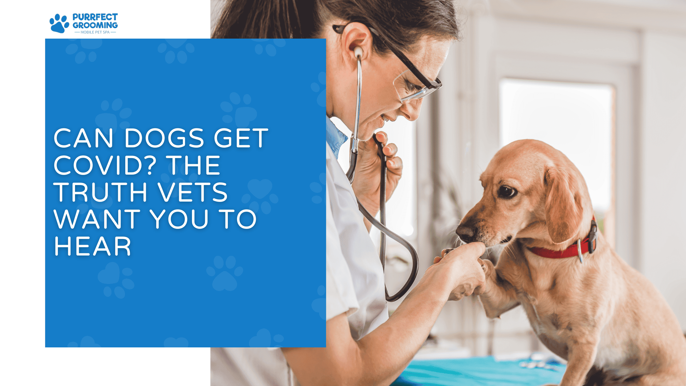 can dogs get covid