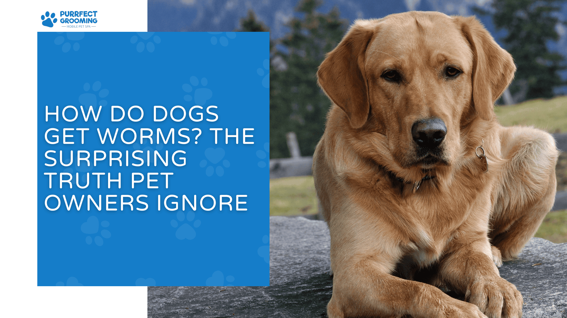 how do dogs get worms