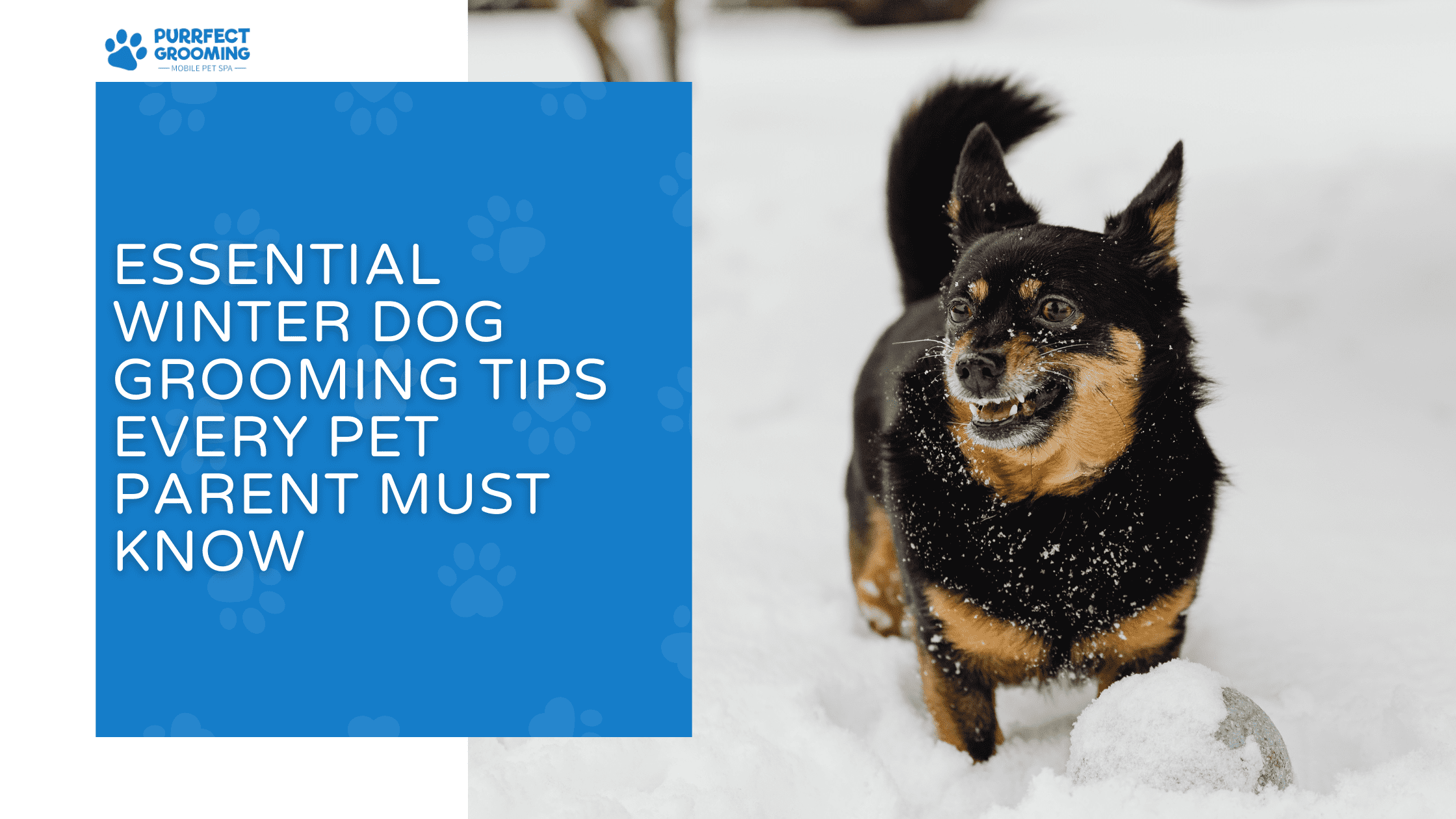 winter dog grooming