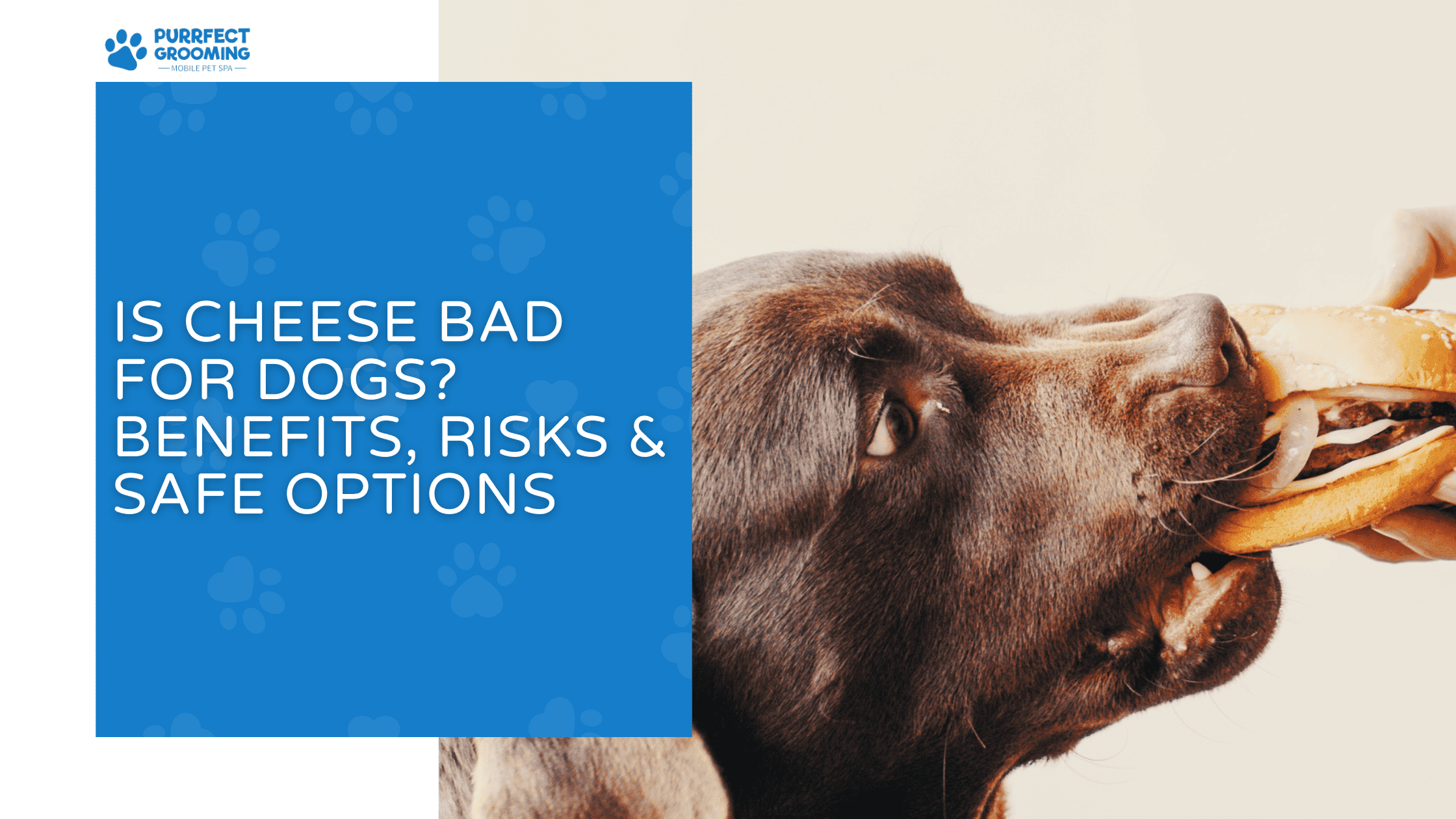 is cheese bad for dogs