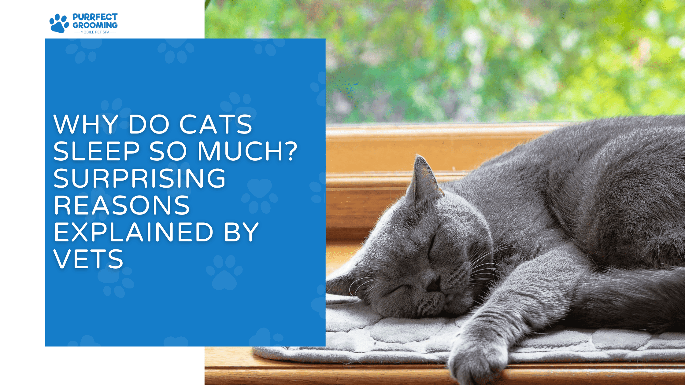 why do cats sleep so much