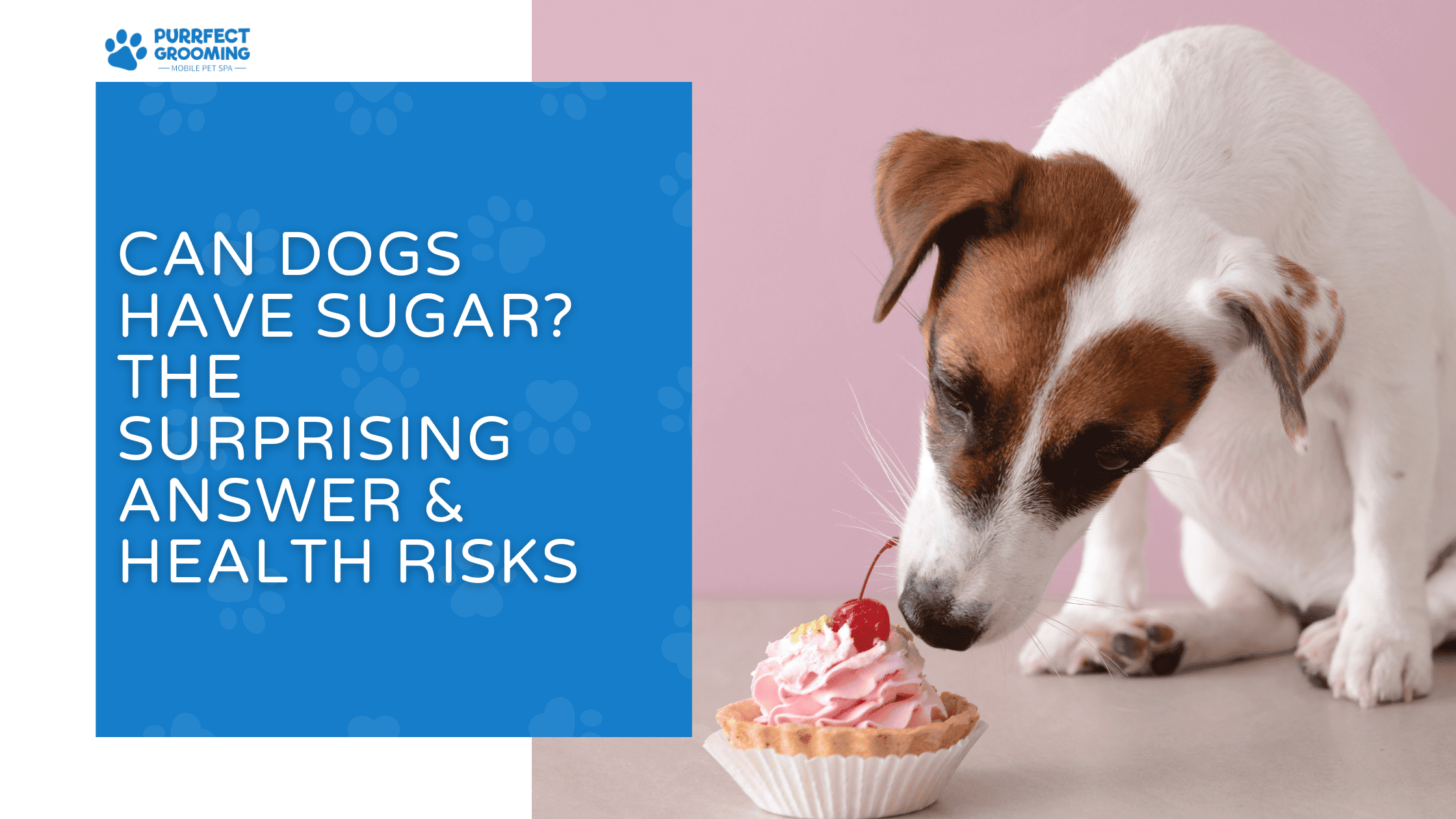 can dogs have sugar
