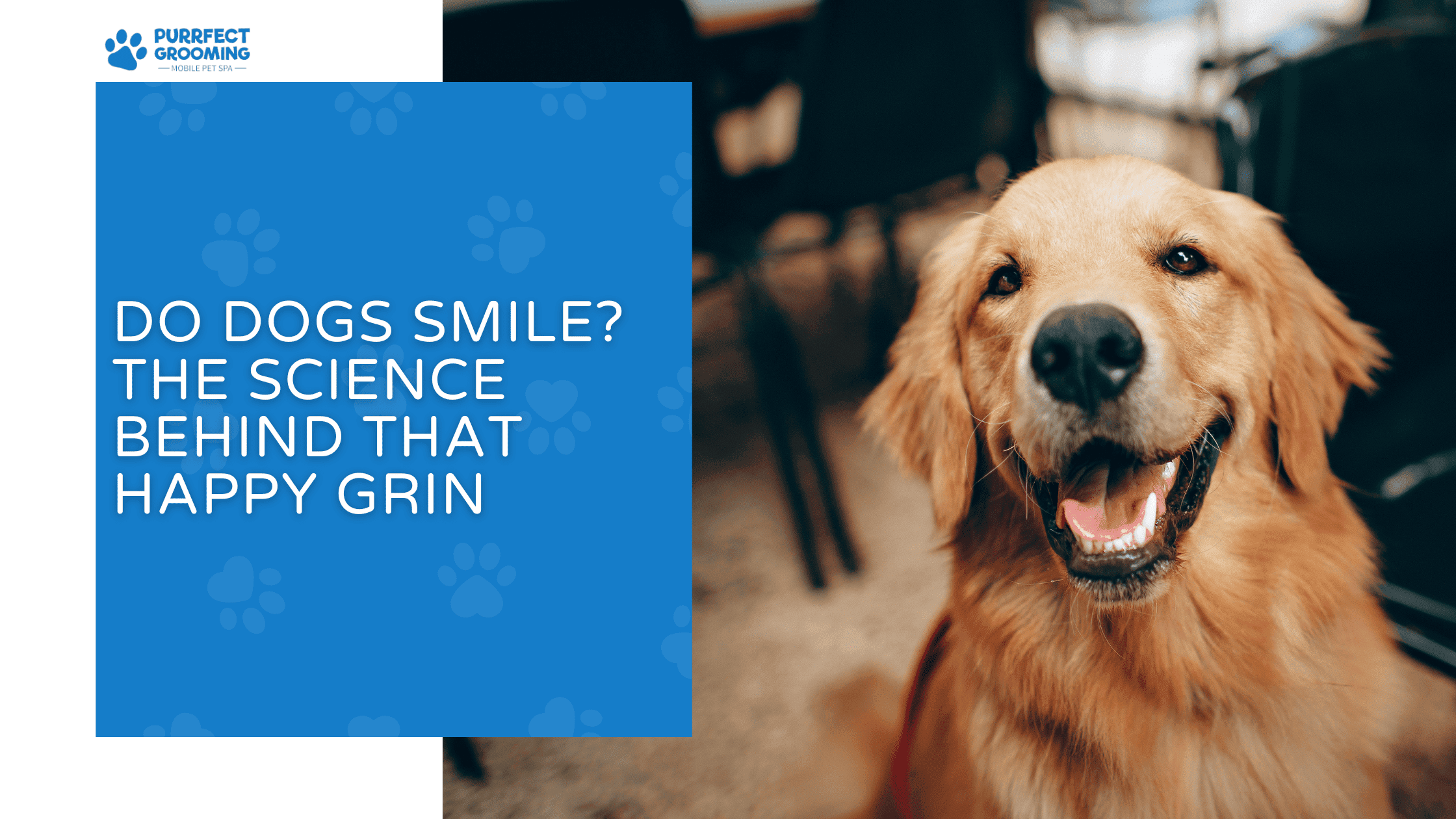 do dogs smile