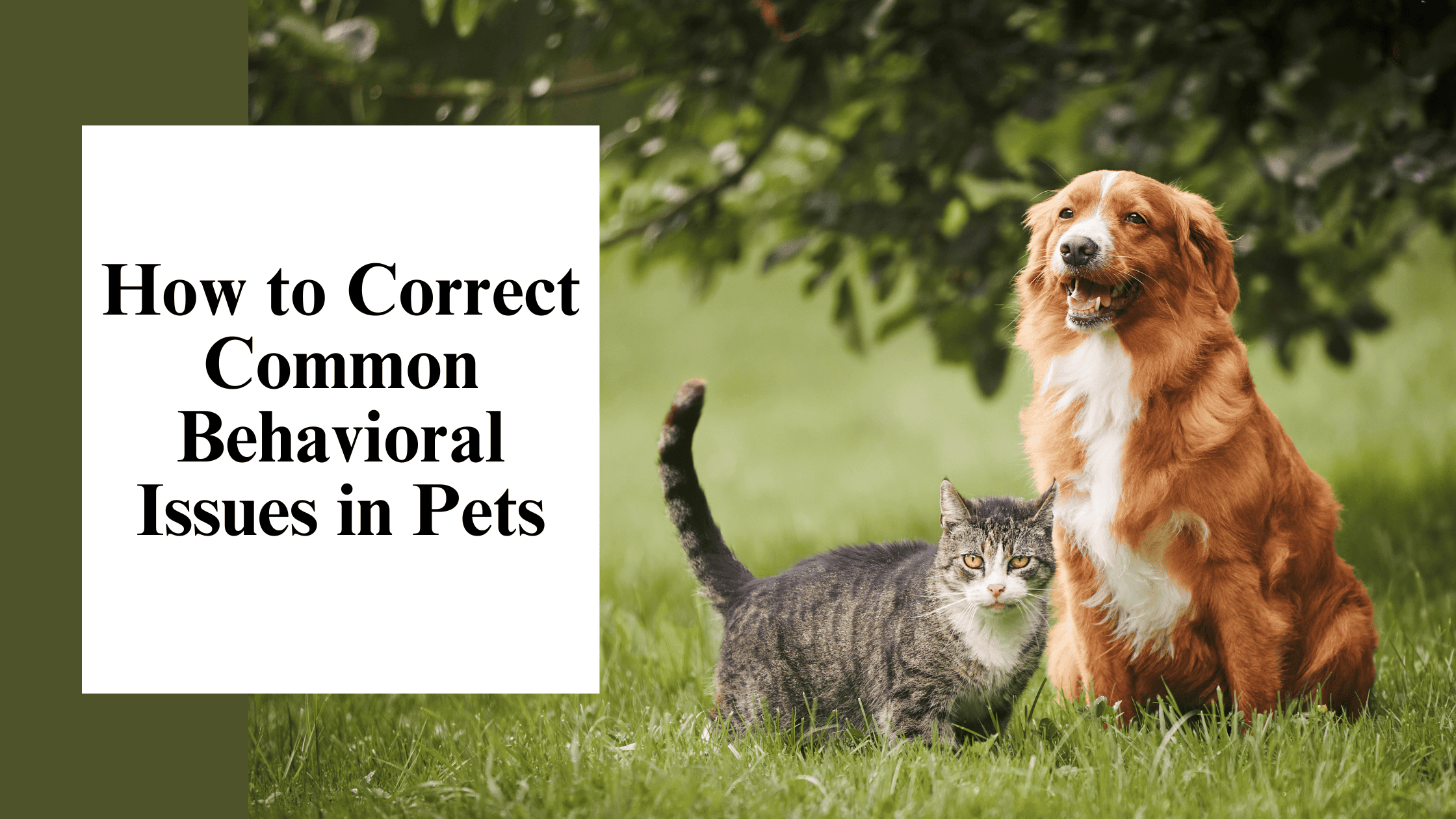 How to Correct Common Behavioral Issues in Pets