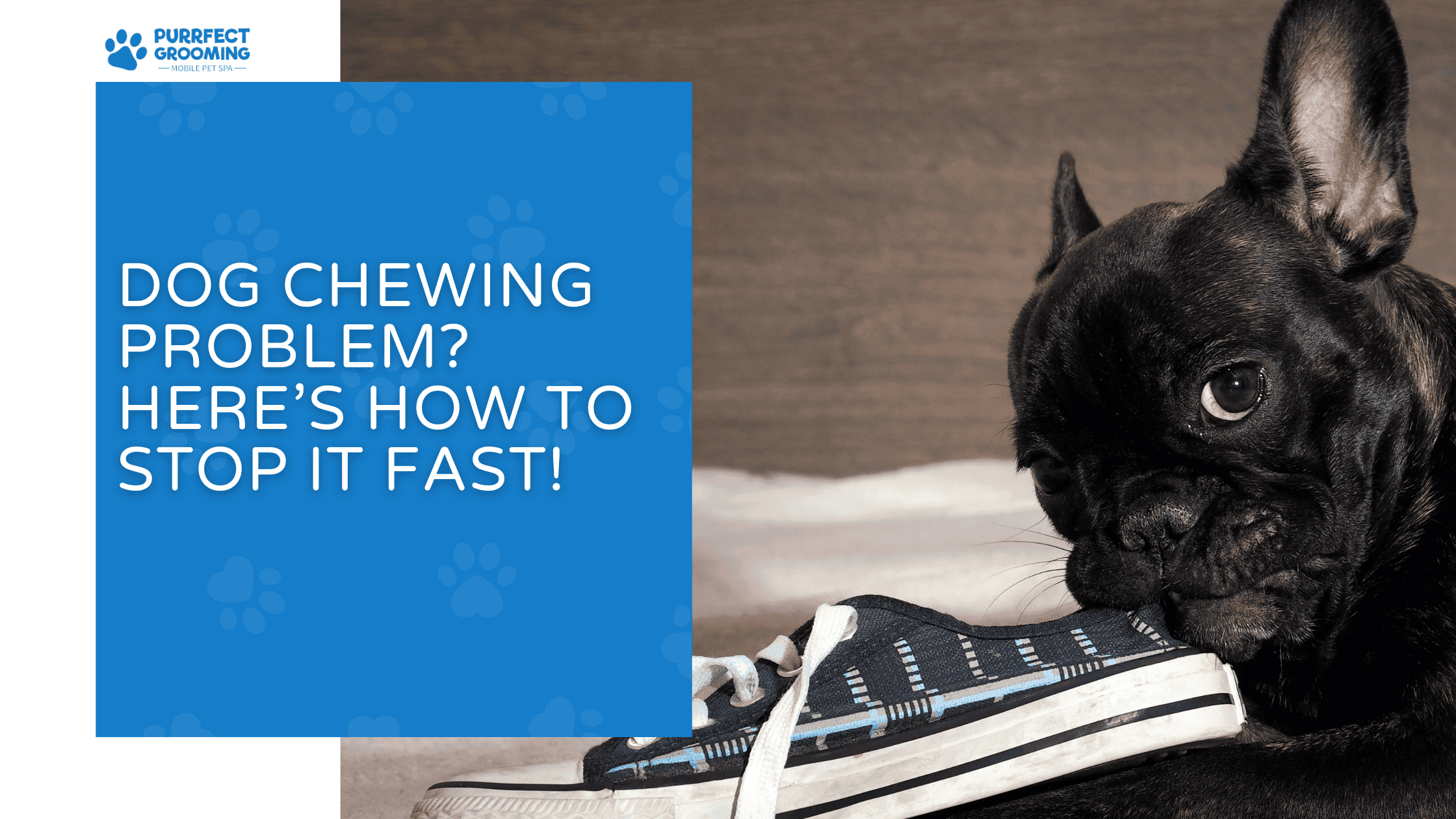 dog chewing