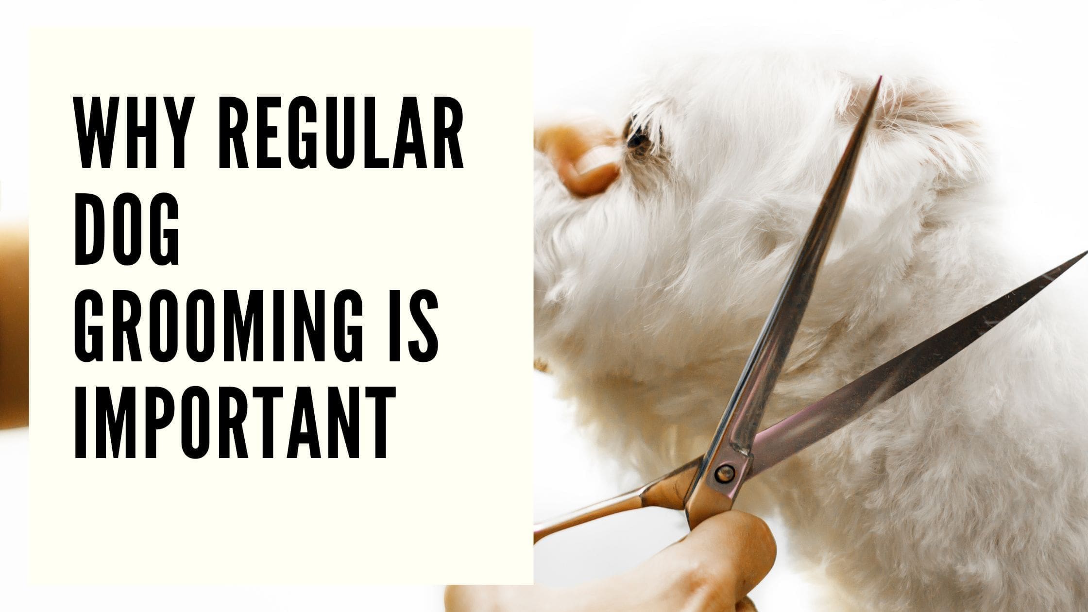 Why Regular Dog Grooming Is Important