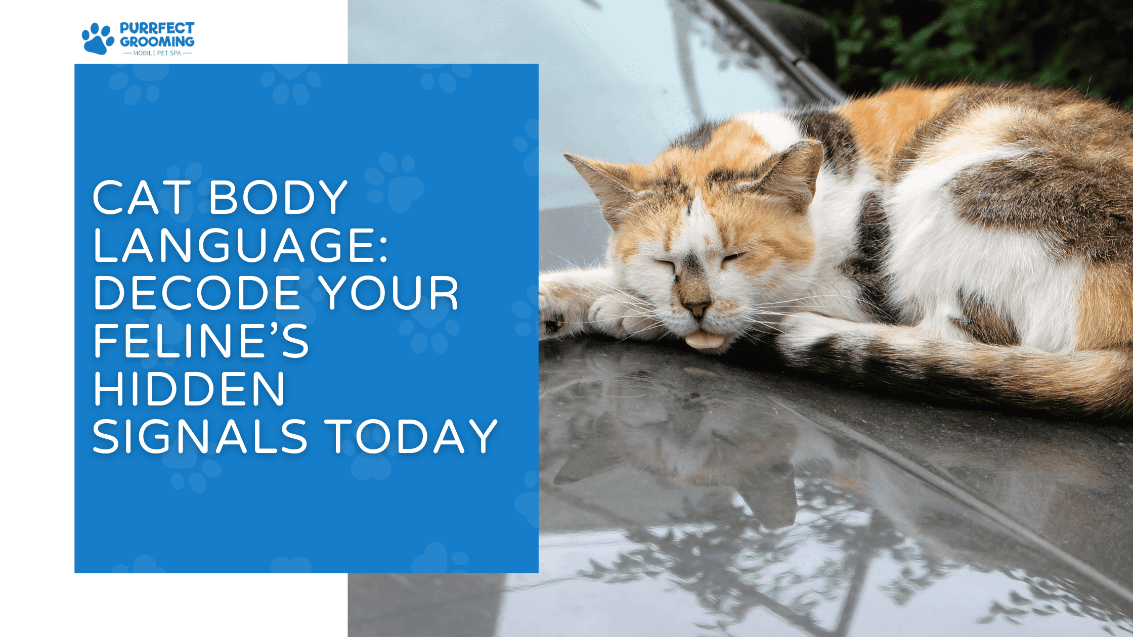 cat body language