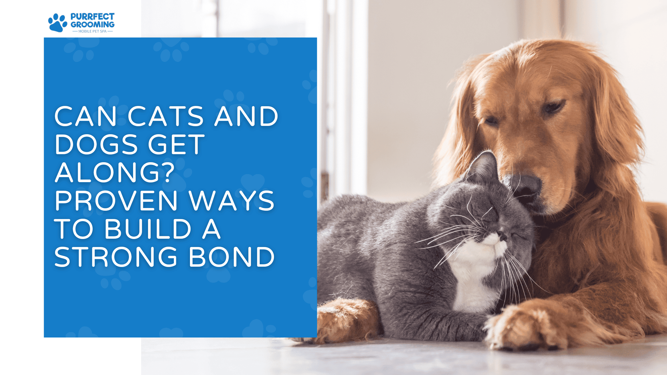 Can Cats and Dogs Get Along